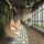 Gerflor Creation 30 Aquinoah Nature 1707 1219x184 vinylová podlaha lepená